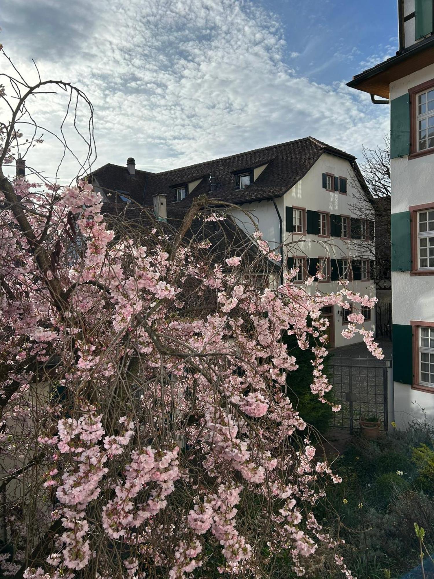 Rheinstream Guesthouse Basel Exterior photo